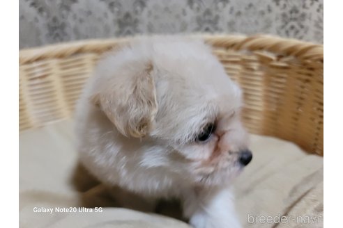 成約済の千葉県のポメプー:ポメラニアン×トイプードル-265602の6枚目