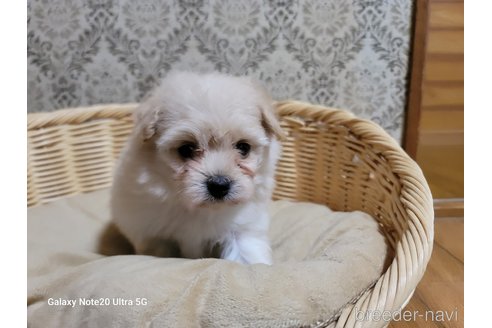 成約済の千葉県のポメプー:ポメラニアン×トイプードル-265602の3枚目