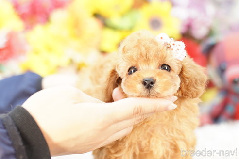 成約済の埼玉県のトイプードル-270334の4枚目