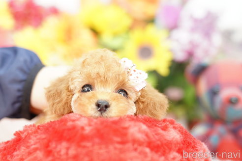 成約済の埼玉県のトイプードル-270334の3枚目