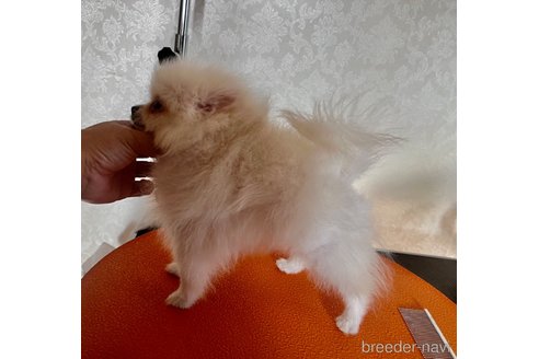 成約済の埼玉県のポメラニアン-261891の2枚目