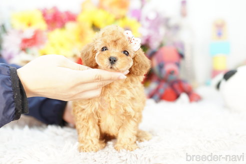 成約済の埼玉県のトイプードル-270334