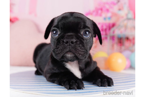 成約済の千葉県のフレンチブルドッグ-270335の3枚目