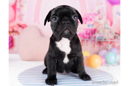 成約済の千葉県のフレンチブルドッグ-270335の4枚目