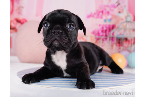 成約済の千葉県のフレンチブルドッグ-270335の5枚目