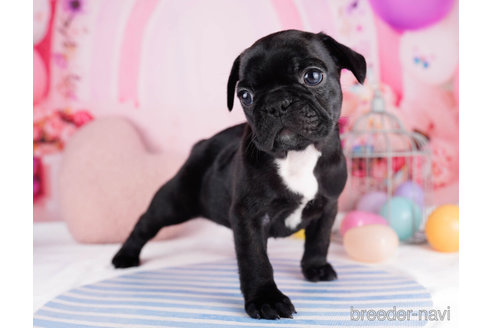 成約済の千葉県のフレンチブルドッグ-270335の6枚目