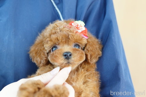 成約済の埼玉県のトイプードル-270336の4枚目