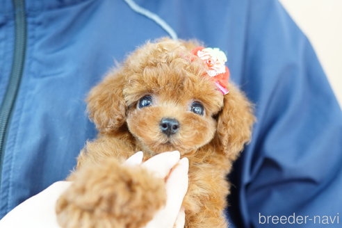 成約済の埼玉県のトイプードル-270336の3枚目