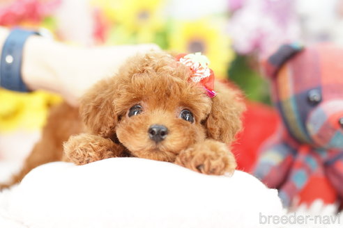 成約済の埼玉県のトイプードル-270336の2枚目