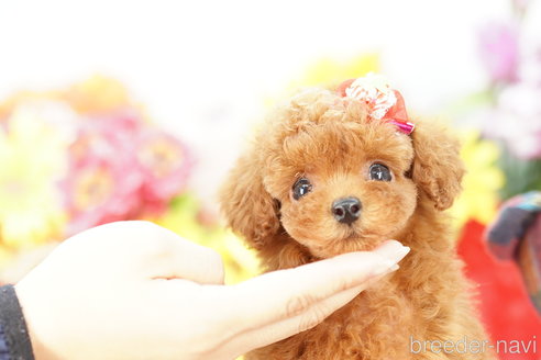 成約済の埼玉県のトイプードル-270336の1枚目