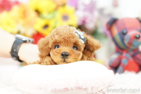 成約済の埼玉県のトイプードル-270338の3枚目