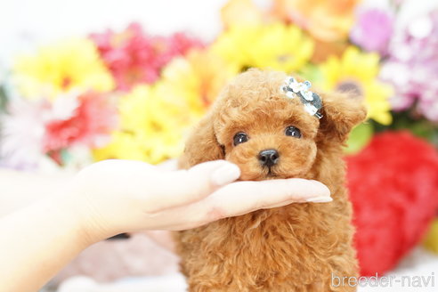 成約済の埼玉県のトイプードル-270338の2枚目