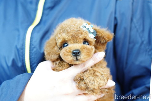 成約済の埼玉県のトイプードル-270338の1枚目