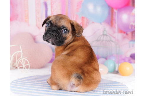 成約済の千葉県のフレンチブルドッグ-270341の4枚目