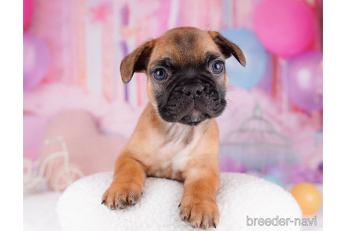 成約済の千葉県のフレンチブルドッグ-270341の5枚目