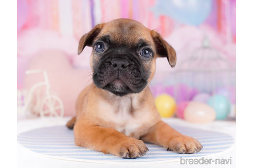 成約済の千葉県のフレンチブルドッグ-270341の6枚目