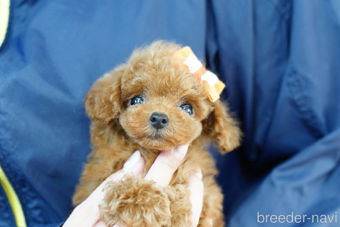 成約済の埼玉県のトイプードル-270343の4枚目