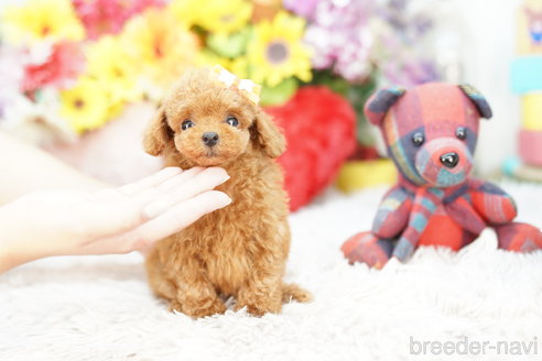 成約済の埼玉県のトイプードル-270343の3枚目