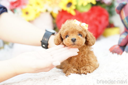 成約済の埼玉県のトイプードル-270343の2枚目