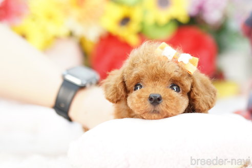 成約済の埼玉県のトイプードル-270343の1枚目