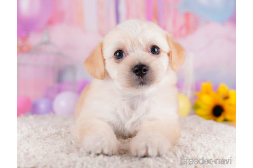 成約済の千葉県のチワプー:チワワ×トイプードル-270346の6枚目