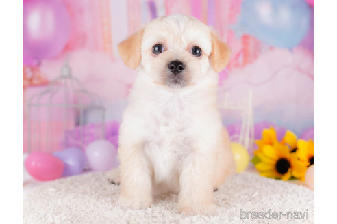 成約済の千葉県のチワプー:チワワ×トイプードル-270346の3枚目