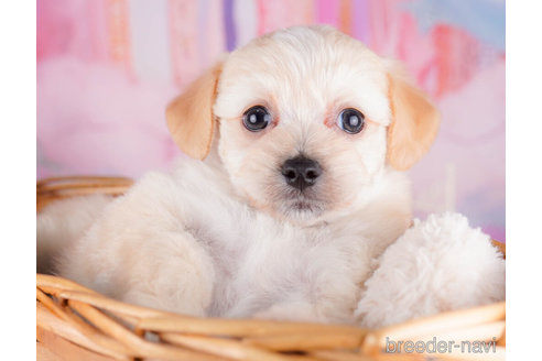 成約済の千葉県のチワプー:チワワ×トイプードル-270346の4枚目