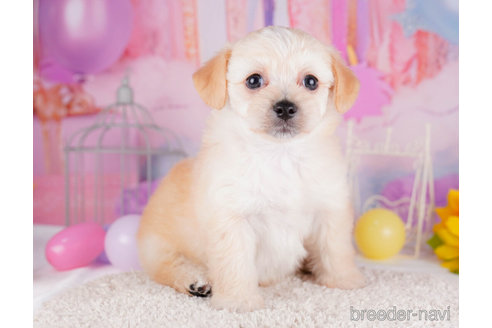 成約済の千葉県のチワプー:チワワ×トイプードル-270346の5枚目