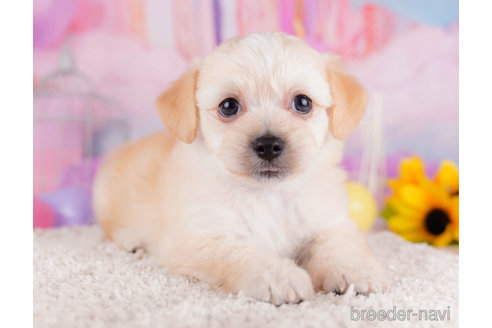 成約済の千葉県のチワプー:チワワ×トイプードル-270346の1枚目