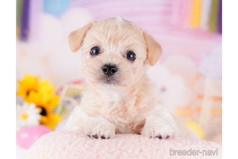 成約済の千葉県のチワプー:チワワ×トイプードル-270348の5枚目