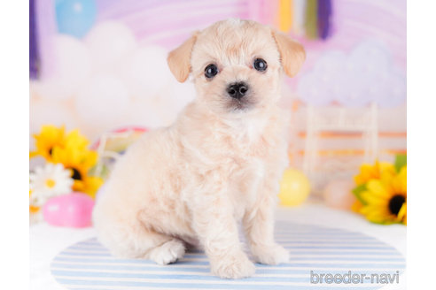 成約済の千葉県のチワプー:チワワ×トイプードル-270348の6枚目