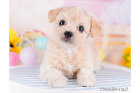 成約済の千葉県のチワプー:チワワ×トイプードル-270348の1枚目