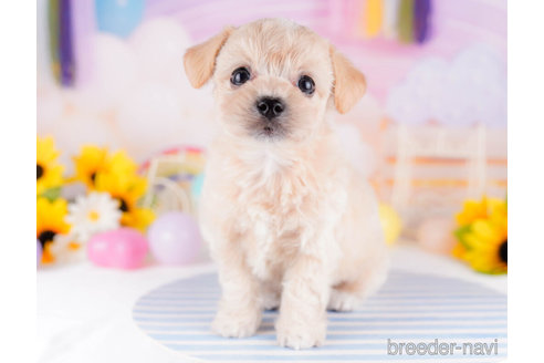 成約済の千葉県のチワプー:チワワ×トイプードル-270348の3枚目