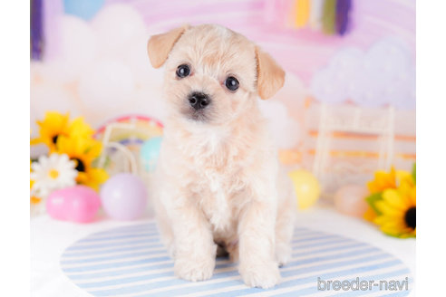 成約済の千葉県のチワプー:チワワ×トイプードル-270348の4枚目