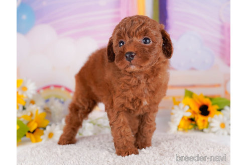 成約済の千葉県のトイプードル-270357の3枚目