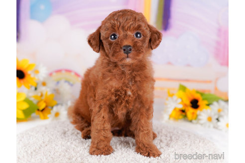 成約済の千葉県のトイプードル-270357の1枚目