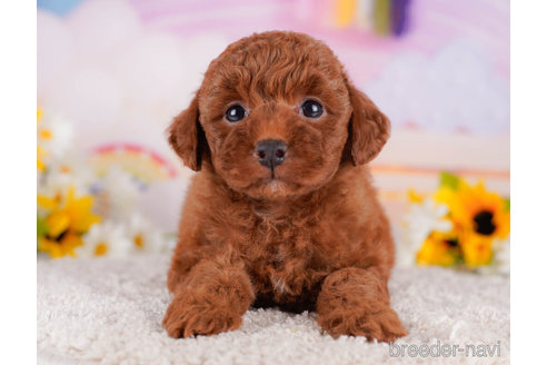 成約済の千葉県のトイプードル-270357の4枚目