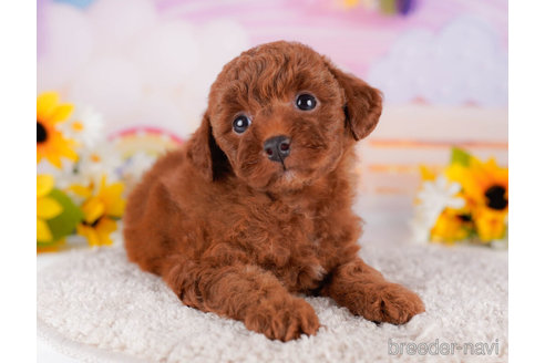 成約済の千葉県のトイプードル-270357の5枚目