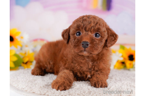 成約済の千葉県のトイプードル-270357の6枚目