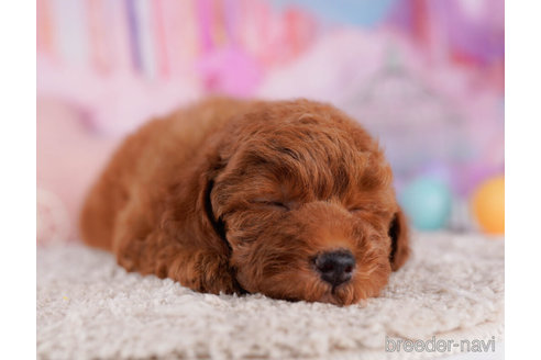 成約済の千葉県のトイプードル-270359の3枚目