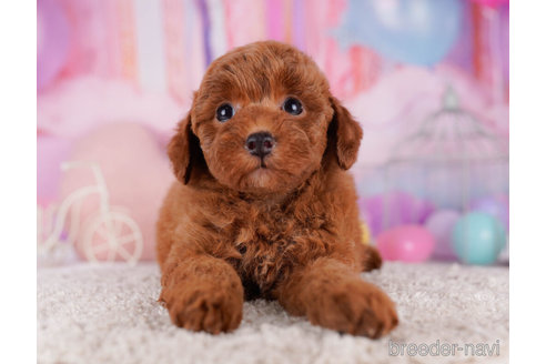 成約済の千葉県のトイプードル-270359の4枚目