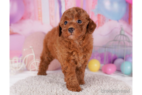 成約済の千葉県のトイプードル-270359の5枚目