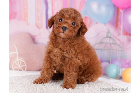 成約済の千葉県のトイプードル-270359の6枚目