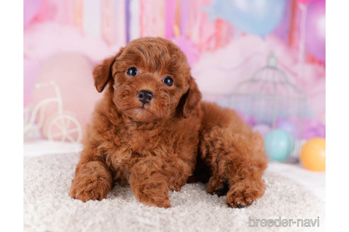 成約済の千葉県のトイプードル-270359の1枚目