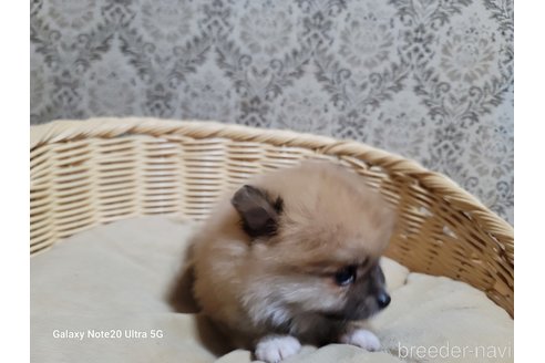 成約済の千葉県のポメラニアン-265599の3枚目