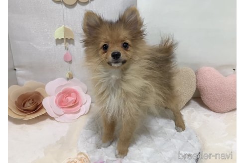 成約済の東京都のポメラニアン-255281の5枚目