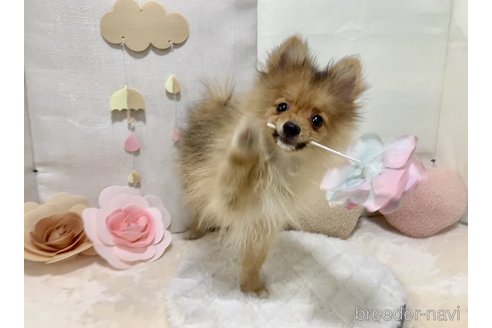 成約済の東京都のポメラニアン-255281の3枚目