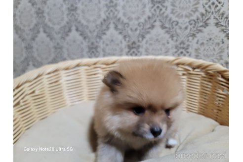 成約済の千葉県のポメラニアン-265600の2枚目