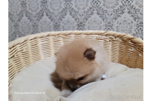 成約済の千葉県のポメラニアン-265600の3枚目