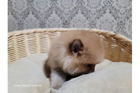 成約済の千葉県のポメラニアン-265600の4枚目